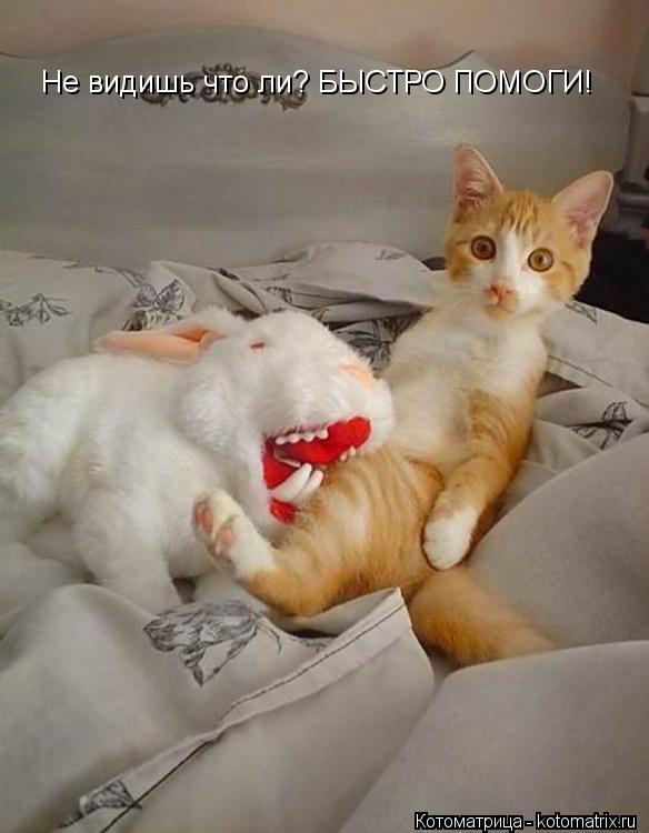 Не видишь что ли? БЫСТРО ПОМОГИ!... Котоматрица: Не видишь что ли? БЫСТРО ПОМОГИ!