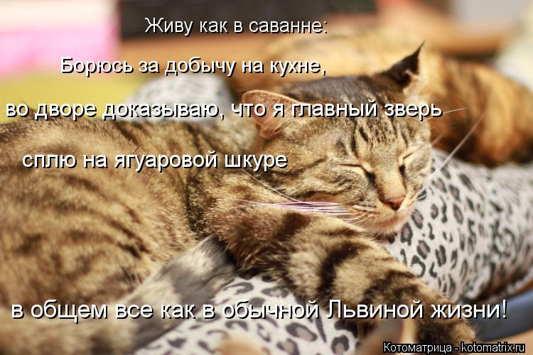Живу как в саванне: Борюсь за добычу на кухне, во дворе доказываю, что я главный зверь сплю на ягуар... Котоматрица: Живу как в саванне: Борюсь за добычу на кухне, во дворе доказываю, что я главный зверь сплю на ягуаровой шкуре в общем все как в обычной Льви