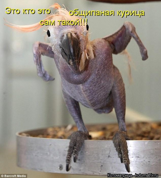 Это кто это Это кто это общипаная курица сам такой!!!... Котоматрица: Это кто это Это кто это общипаная курица сам такой!!!