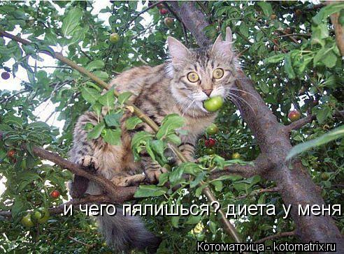 и чего пялишься? диета у меня!... Котоматрица: и чего пялишься? диета у меня!