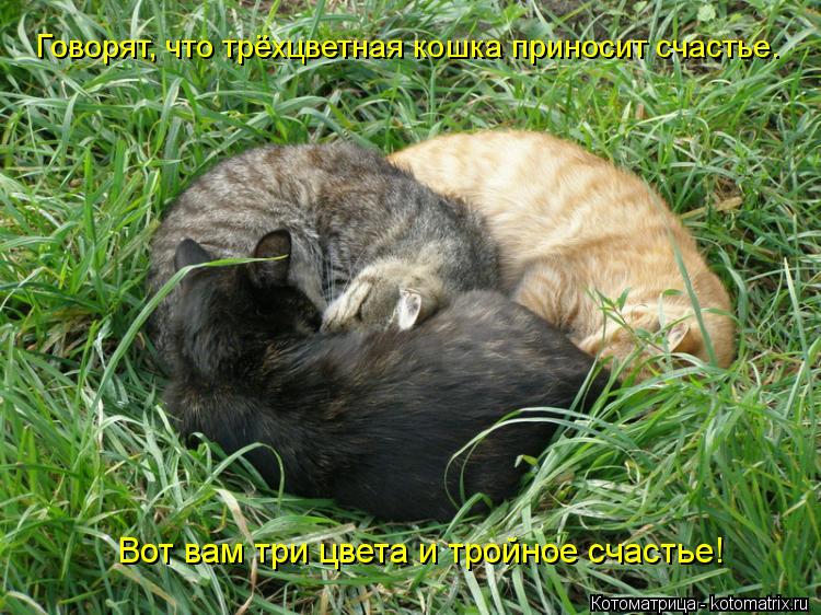 Котоматрица: Говорят, что трёхцветная кошка приносит счастье. Вот вам три цвета и тройное счастье!