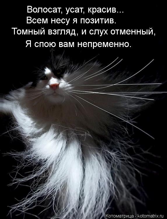 Волосат, усат, красив... Всем несу я позитив. Томный взгляд, и слух отменный, Я спою вам непременно.... Котоматрица: Волосат, усат, красив... Всем несу я позитив. Томный взгляд, и слух отменный, Я спою вам непременно.