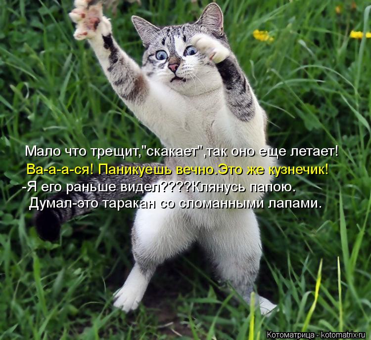 Мало что трещит,"скакает",так оно еще летает! Ва-а-а-ся! Паникуешь вечно.Это же кузнечик! -Я его рань... Котоматрица: Мало что трещит,"скакает",так оно еще летает! Ва-а-а-ся! Паникуешь вечно.Это же кузнечик! -Я его раньше видел????Клянусь папою. Думал-это таракан