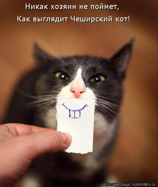 Никак хозяин не поймет, Как выглядит Чеширский кот!... Котоматрица: Никак хозяин не поймет, Как выглядит Чеширский кот!