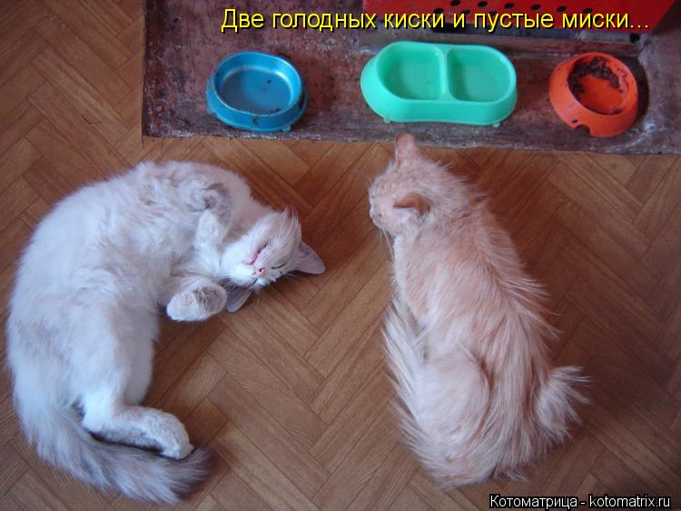 Две голодных киски и пустые миски...... Котоматрица: Две голодных киски и пустые миски...