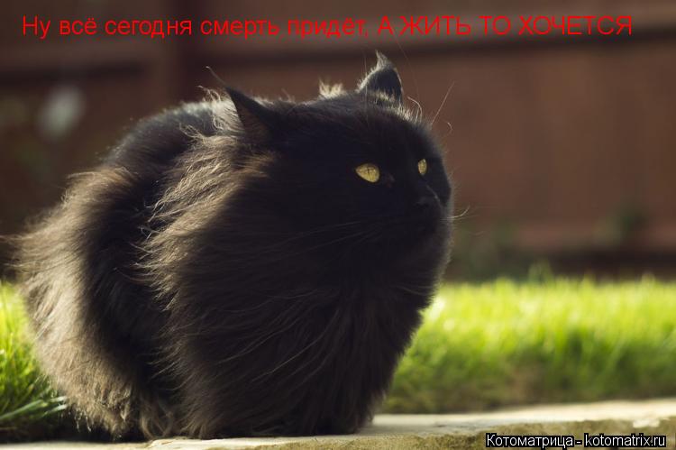 Ну всё сегодня смерть придёт, А ЖИТЬ ТО ХОЧЕТСЯ... Котоматрица: Ну всё сегодня смерть придёт, А ЖИТЬ ТО ХОЧЕТСЯ