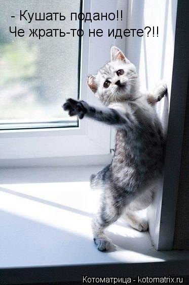 - Кушать подано!! Че жрать-то не идете?!!... Котоматрица: - Кушать подано!! Че жрать-то не идете?!!