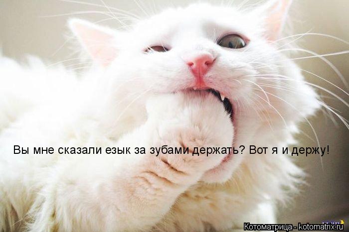 Вы мне сказали езык за зубами держать? Вот я и держу!... Котоматрица: Вы мне сказали езык за зубами держать? Вот я и держу!