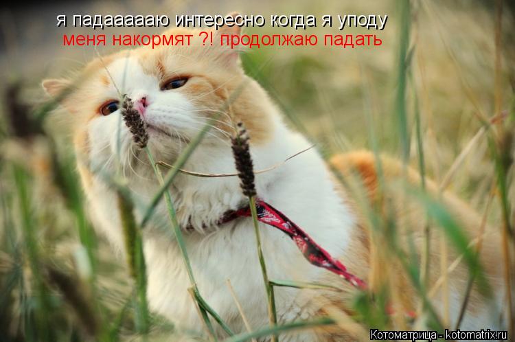 я падаааааю интересно когда я уподу меня накормят ?! продолжаю падатьъ меня накормят ?! продолжаю па... Котоматрица: я падаааааю интересно когда я уподу меня накормят ?! продолжаю падатьъ меня накормят ?! продолжаю падать