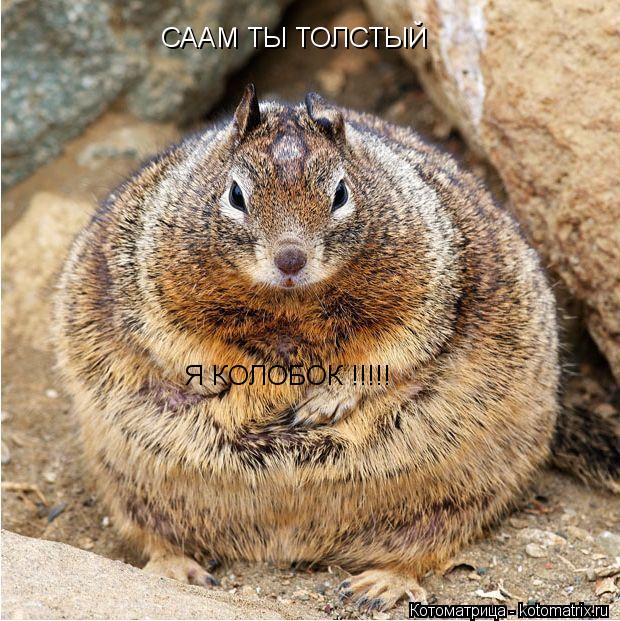 СААМ ТЫ ТОЛСТЫЙ Я КОЛОБОК !!!!!... Котоматрица: СААМ ТЫ ТОЛСТЫЙ Я КОЛОБОК !!!!!
