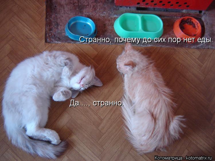 Странно, почему до сих пор нет еды. Да...., странно.... Котоматрица: Странно, почему до сих пор нет еды. Да...., странно.