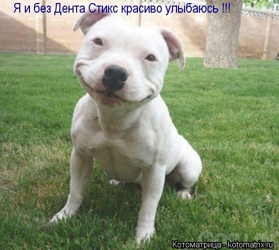 Я и без Дента Стикс красиво улыбаюсь !!!... Котоматрица: Я и без Дента Стикс красиво улыбаюсь !!!