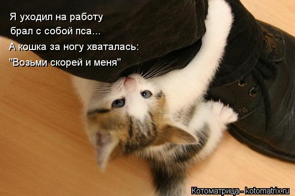 Я уходил на работу брал с собой пса... А кошка за ногу хваталась: "Возьми скорей и меня"... Котоматрица: Я уходил на работу брал с собой пса... А кошка за ногу хваталась: "Возьми скорей и меня"