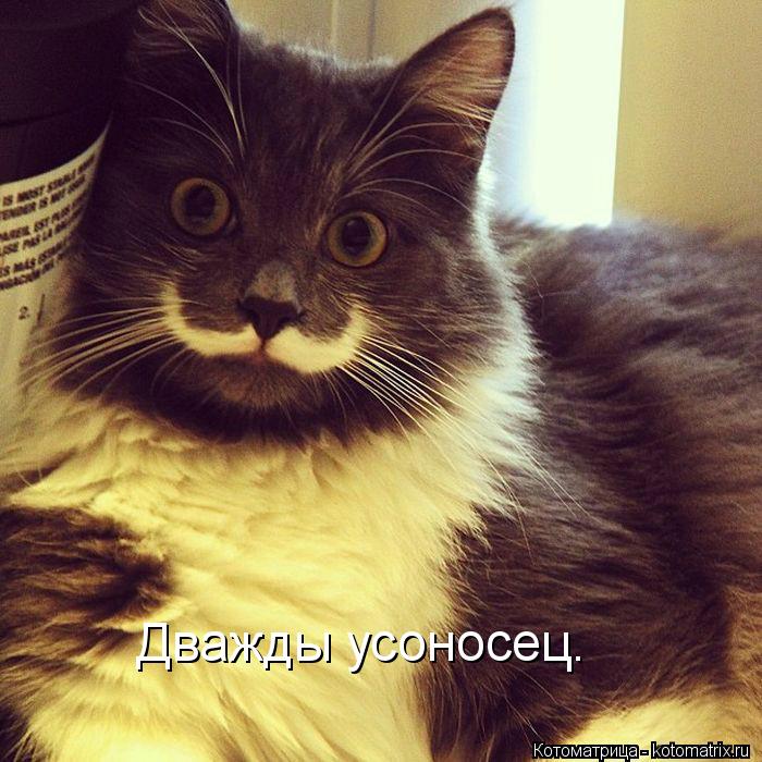 Дважды усоносец.... Котоматрица: Дважды усоносец.