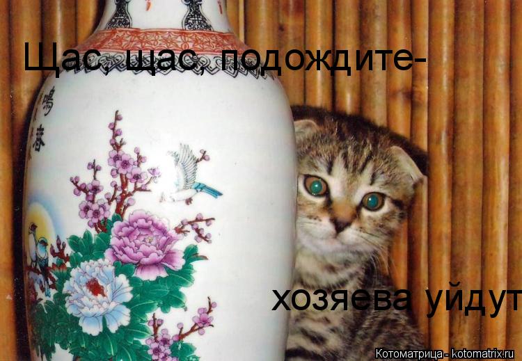 Щас, щас, подождите- хозяева уйдут... Котоматрица: Щас, щас, подождите- хозяева уйдут