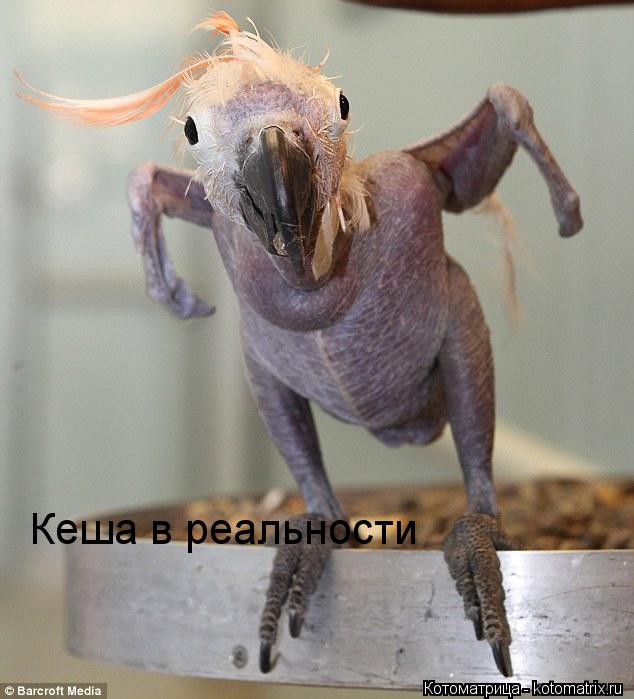 Кеша в реальности... Котоматрица: Кеша в реальности