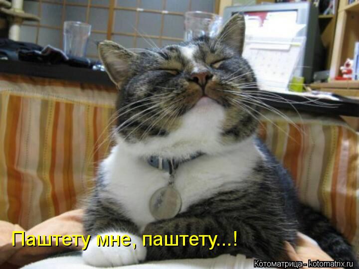 Паштету мне, паштету...!... Котоматрица: Паштету мне, паштету...!