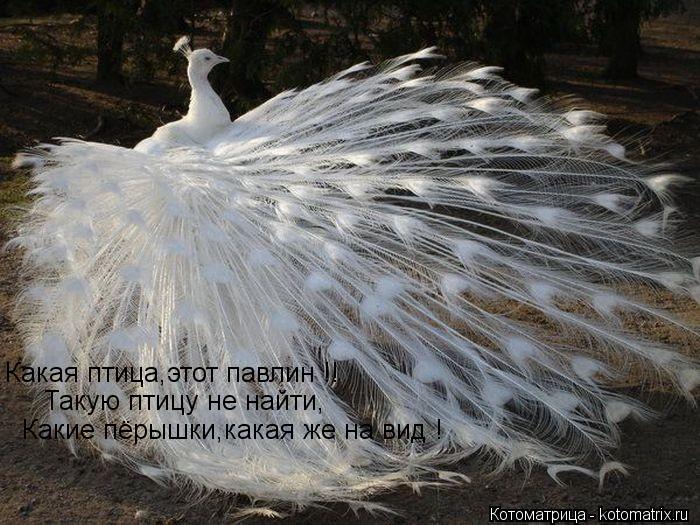 Какая птица,этот павлин !! Такую птицу не найти, Какие пёрышки,какая же на вид !... Котоматрица: Какая птица,этот павлин !! Такую птицу не найти, Какие пёрышки,какая же на вид !