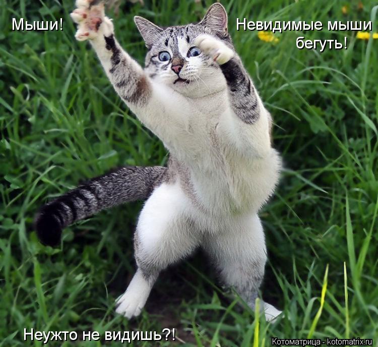 Мыши! Невидимые мыши бегуть! Неужто не видишь?!... Котоматрица: Мыши! Невидимые мыши бегуть! Неужто не видишь?!