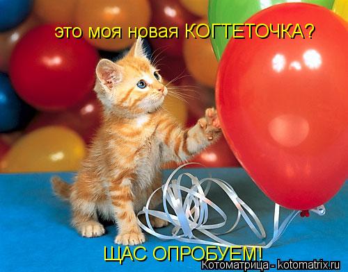 это моя новая КОГТЕТОЧКА? ЩАС ОПРОБУЕМ!... Котоматрица: это моя новая КОГТЕТОЧКА? ЩАС ОПРОБУЕМ!