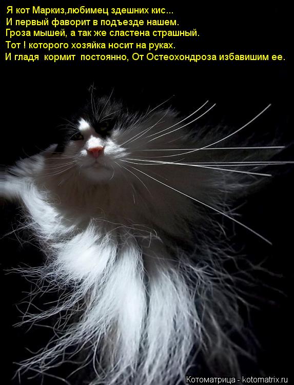 Я кот Маркиз,любимец здешних кис... И первый фаворит в подъезде нашем. Гроза мышей, а так же сластена... Котоматрица: Я кот Маркиз,любимец здешних кис... И первый фаворит в подъезде нашем. Гроза мышей, а так же сластена страшный. Тот ! которого хозяйка носит на