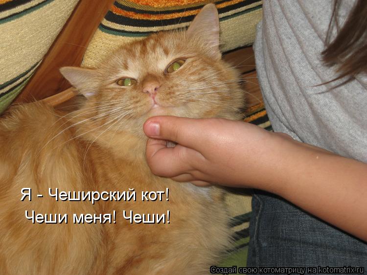 Я - Чеширский кот! Чеши меня! Чеши!... Котоматрица: Я - Чеширский кот! Чеши меня! Чеши!