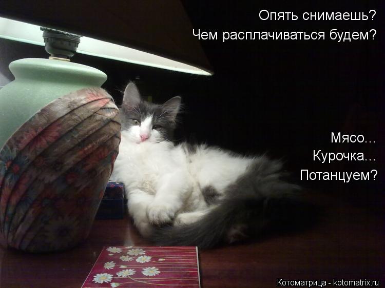 Опять снимаешь? Чем расплачиваться будем? Мясо... Курочка... Потанцуем?... Котоматрица: Опять снимаешь? Чем расплачиваться будем? Мясо... Курочка... Потанцуем?