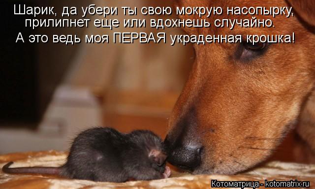 Шарик, да убери ты свою мокрую насопырку, А это ведь моя ПЕРВАЯ украденная крошка! прилипнет еще или... Котоматрица: Шарик, да убери ты свою мокрую насопырку, А это ведь моя ПЕРВАЯ украденная крошка! прилипнет еще или вдохнешь случайно.
