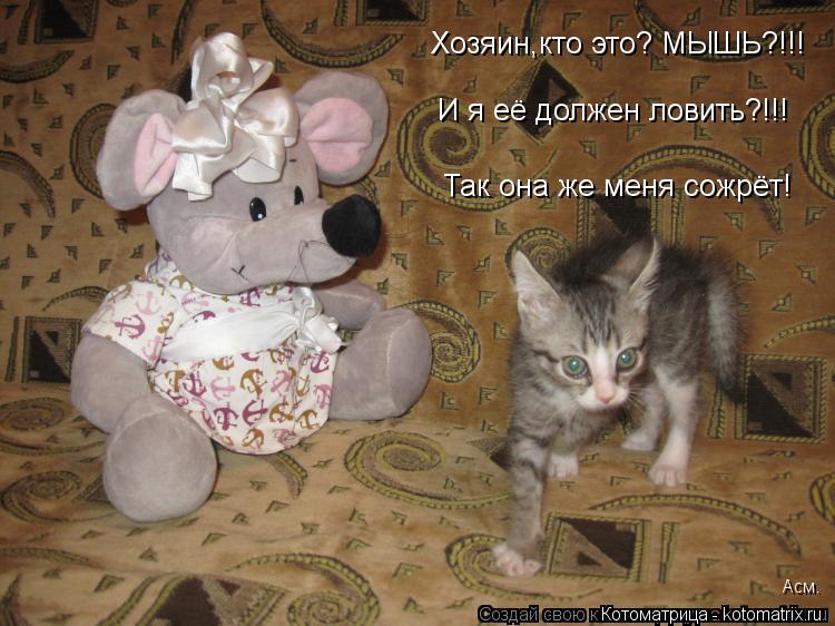 Хозяин,кто это? МЫШЬ?!!! И я её должен ловить?!!! Так она же меня сожрёт! Асм.... Котоматрица: Хозяин,кто это? МЫШЬ?!!! И я её должен ловить?!!! Так она же меня сожрёт! Асм.