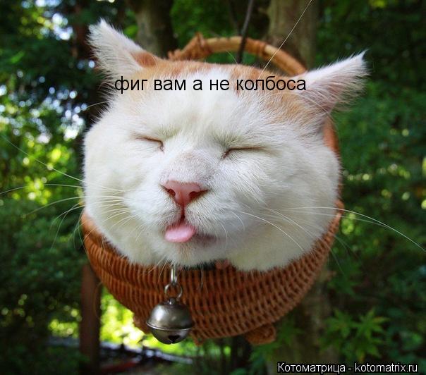 фиг вам а не колбоса... Котоматрица: фиг вам а не колбоса