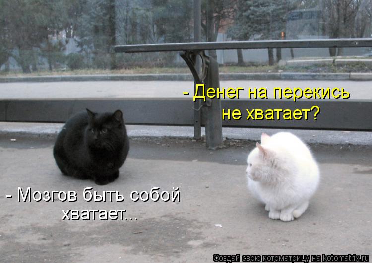 - Денег на перекись не хватает? - Мозгов быть собой хватает...... Котоматрица: - Денег на перекись не хватает? - Мозгов быть собой хватает...