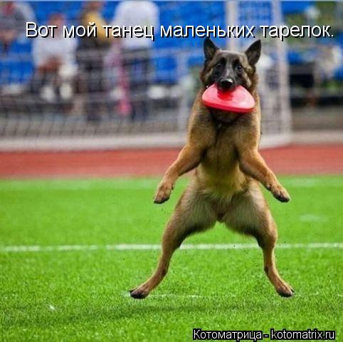 Вот мой танец маленьких тарелок.... Котоматрица: Вот мой танец маленьких тарелок.