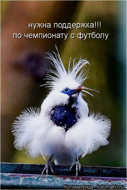 нужна поддержка!!! по чемпионату с футболу... Котоматрица: нужна поддержка!!! по чемпионату с футболу