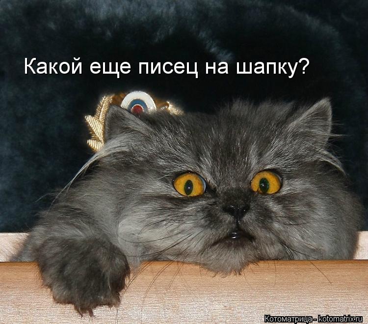 Какой еще писец на шапку?... Котоматрица: Какой еще писец на шапку?