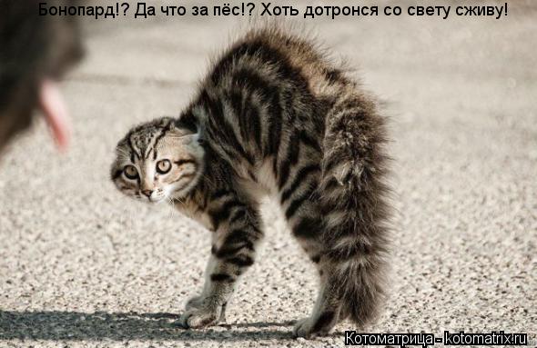 Бонопард!? Да что за пёс!? Хоть дотронся со свету сживу!... Котоматрица: Бонопард!? Да что за пёс!? Хоть дотронся со свету сживу!