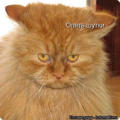 Опять шутки...... Котоматрица: Опять шутки...