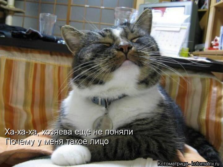 Ха-ха-ха, хозяева ещё не поняли Почему у меня такое лицо... Котоматрица: Ха-ха-ха, хозяева ещё не поняли Почему у меня такое лицо