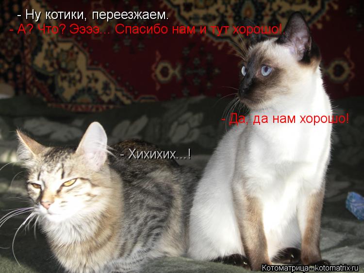 - Ну котики, переезжаем. - А? Что? Ээээ... Спасибо нам и тут хорошо!. - Хихихих...! - Да, да нам хо... Котоматрица: - Ну котики, переезжаем. - А? Что? Ээээ... Спасибо нам и тут хорошо!. - Хихихих...! - Да, да нам хорошо!