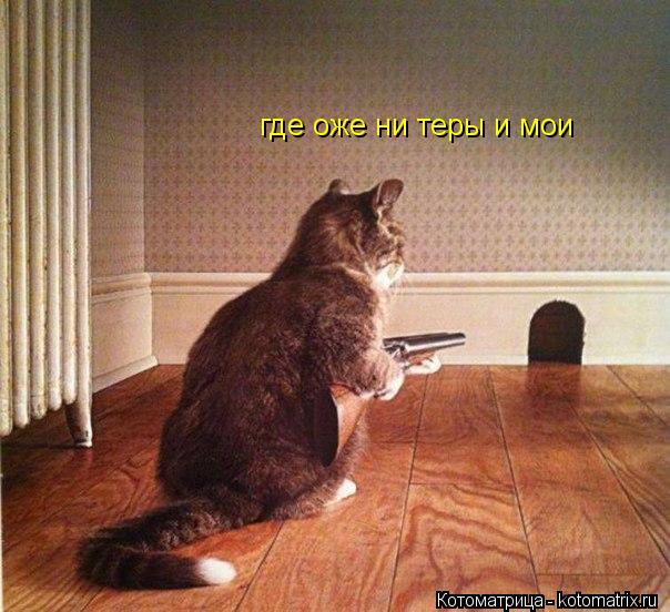 где оже ни теры и мои... Котоматрица: где оже ни теры и мои