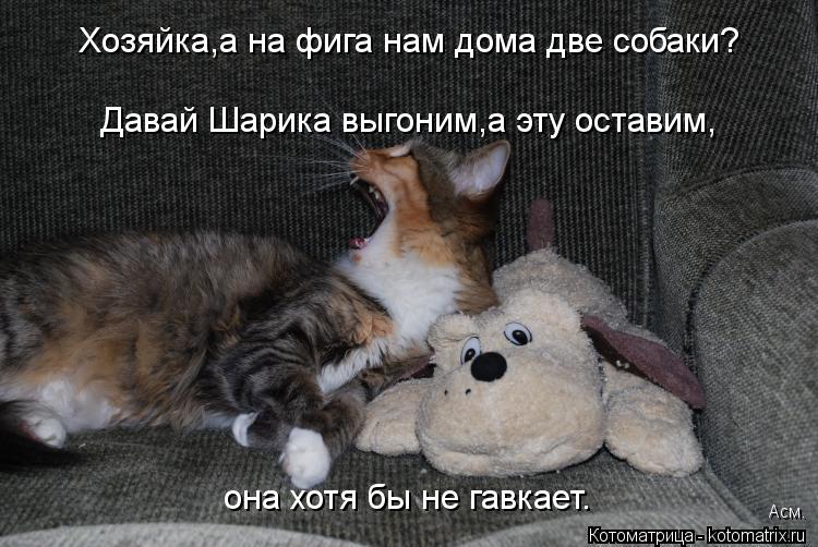 Хозяйка,а на фига нам дома две собаки? Давай Шарика выгоним,а эту оставим, она хотя бы не гавкает. Ас... Котоматрица: Хозяйка,а на фига нам дома две собаки? Давай Шарика выгоним,а эту оставим, она хотя бы не гавкает. Асм.