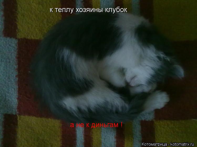 к теплу хозяины клубок а не к диньгам !... Котоматрица: к теплу хозяины клубок а не к диньгам !