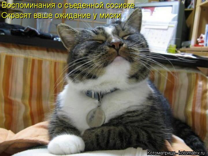 Воспоминания о съеденной сосиске Скрасят ваше ожидание у миски... Котоматрица: Воспоминания о съеденной сосиске Скрасят ваше ожидание у миски