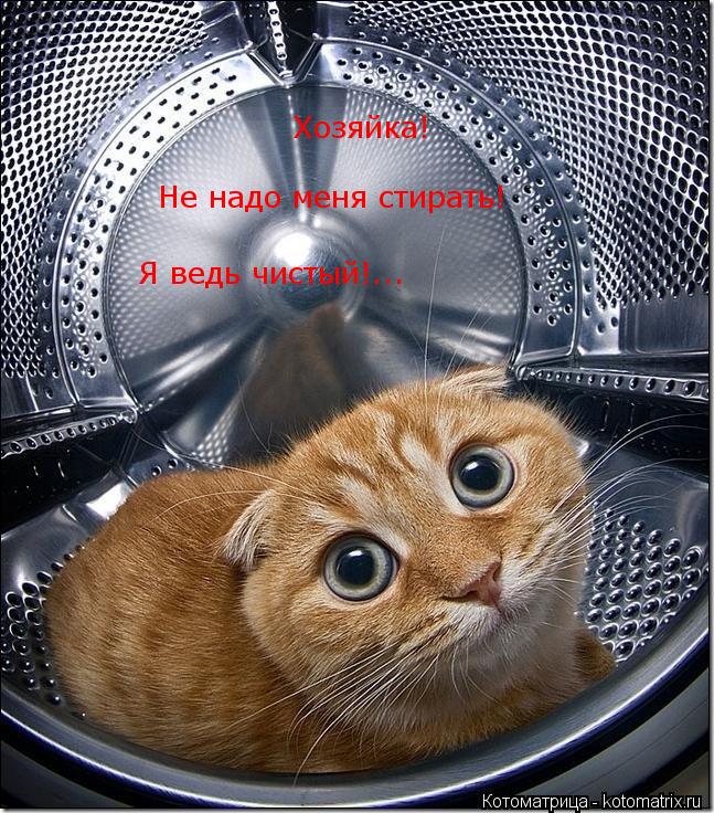 Я ведь чистый!... Хозяйка! Не надо меня стирать!... Котоматрица: Я ведь чистый!... Хозяйка! Не надо меня стирать!