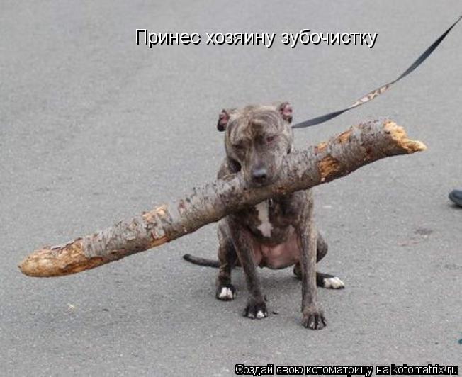 Принес хозяину зубочистку... Котоматрица: Принес хозяину зубочистку