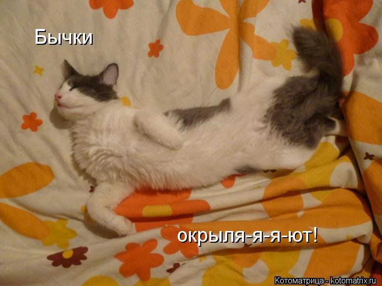 Бычки окрыля-я-я-ют!... Котоматрица: Бычки окрыля-я-я-ют!
