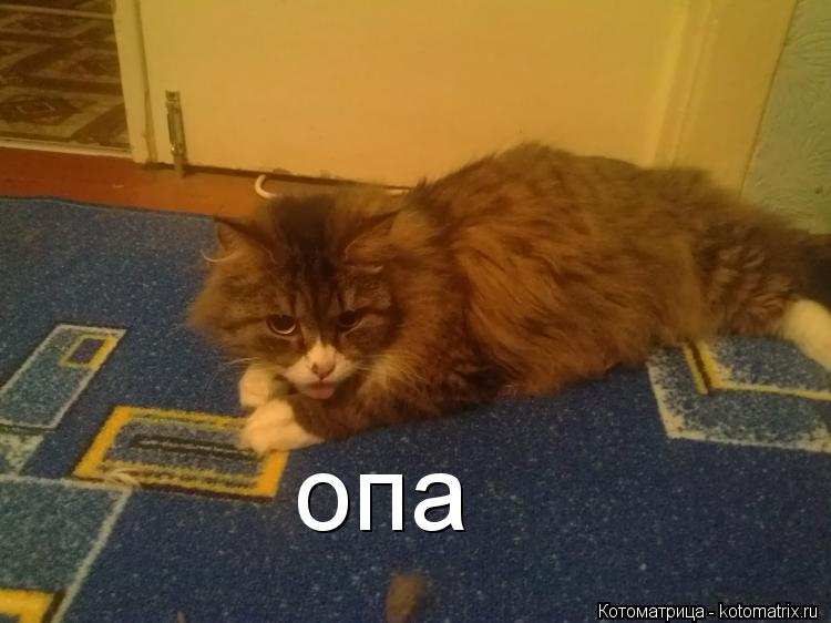 опа... Котоматрица: опа