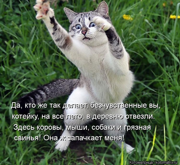 Да, кто же так делает, безчувственные вы, котейку, на все лето, в деревню отвезли. Здесь коровы, мыши... Котоматрица: Да, кто же так делает, безчувственные вы, котейку, на все лето, в деревню отвезли. Здесь коровы, мыши, собаки и грязная свинья! Она ж запачкает