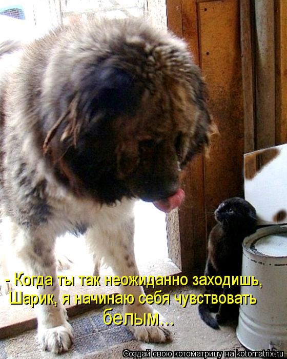 - Когда ты так неожиданно заходишь, Шарик, я начинаю себя чувствовать белым...... Котоматрица: - Когда ты так неожиданно заходишь, Шарик, я начинаю себя чувствовать белым...