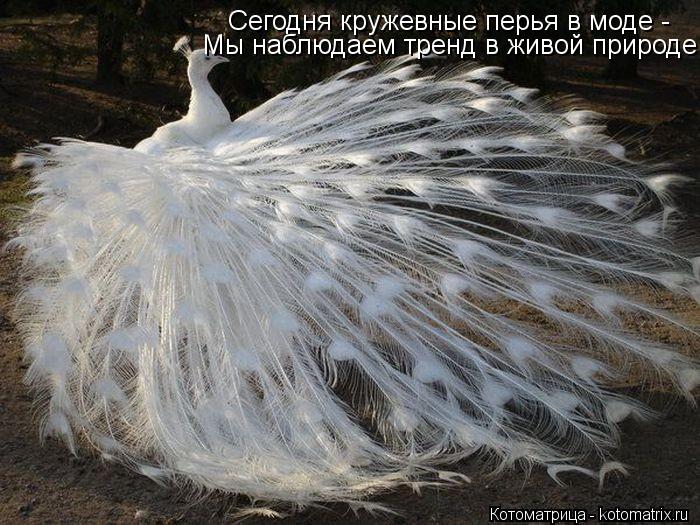 Сегодня кружевные перья в моде - Мы наблюдаем тренд в живой природе... Котоматрица: Сегодня кружевные перья в моде - Мы наблюдаем тренд в живой природе