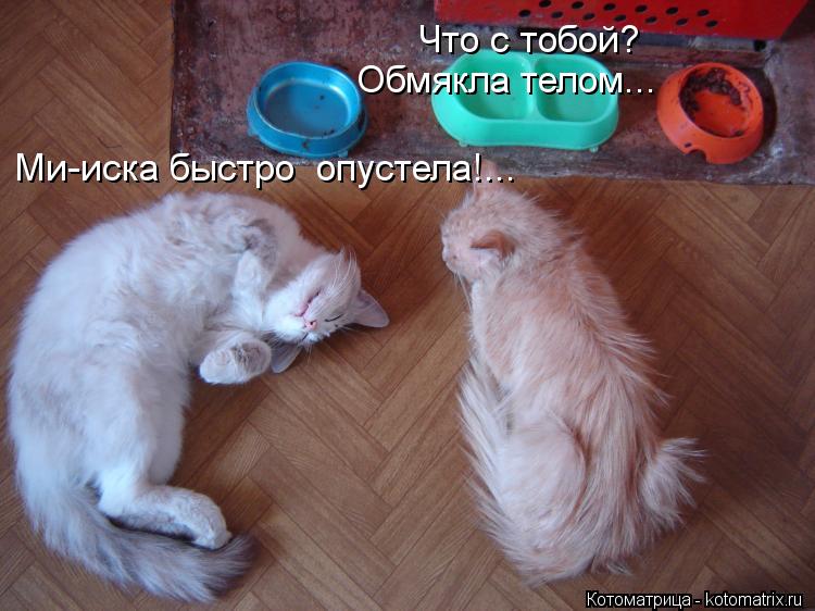 Что с тобой? Обмякла телом... Ми-иска быстро опустела!...... Котоматрица: Что с тобой? Обмякла телом... Ми-иска быстро опустела!...